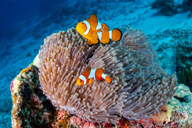 Koh Lipe Inside Zone Private Island Hopping & Snorkeling Tour